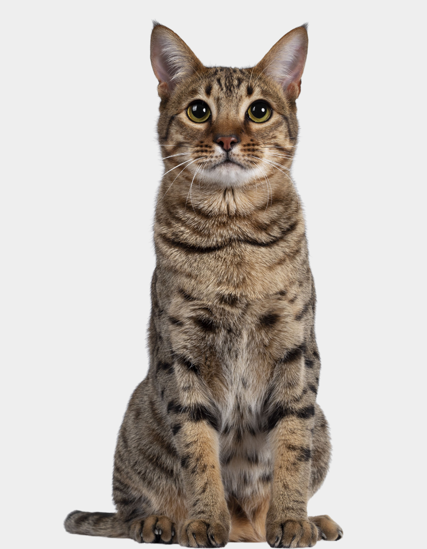 Gato bengal posando em fundo claro