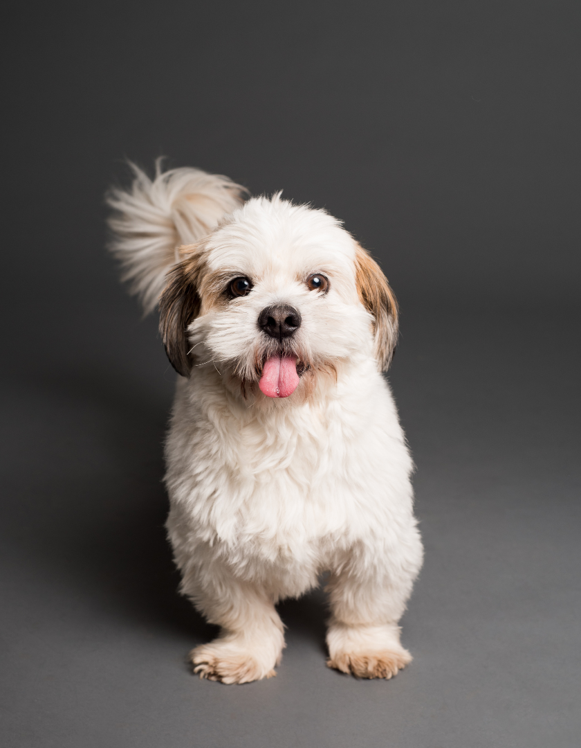 Shih-tzu fotografado em fundo cinza no estúdio