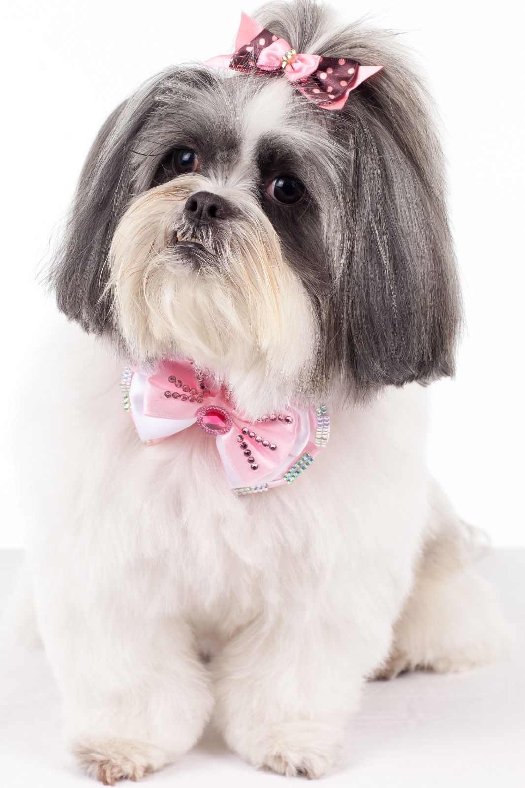 Shih-tzu com laço rosa em ensaio de estúdio