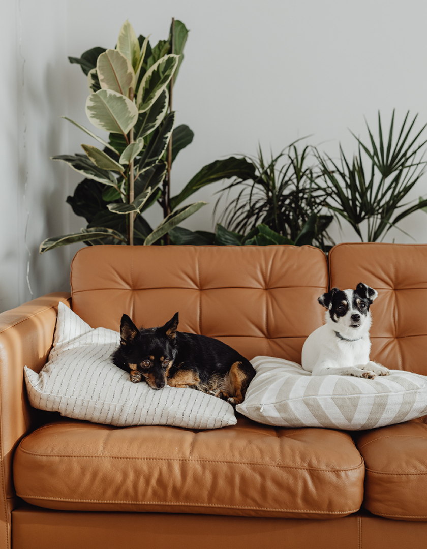 Dois cães deitados no sofá em ensaio lifestyle