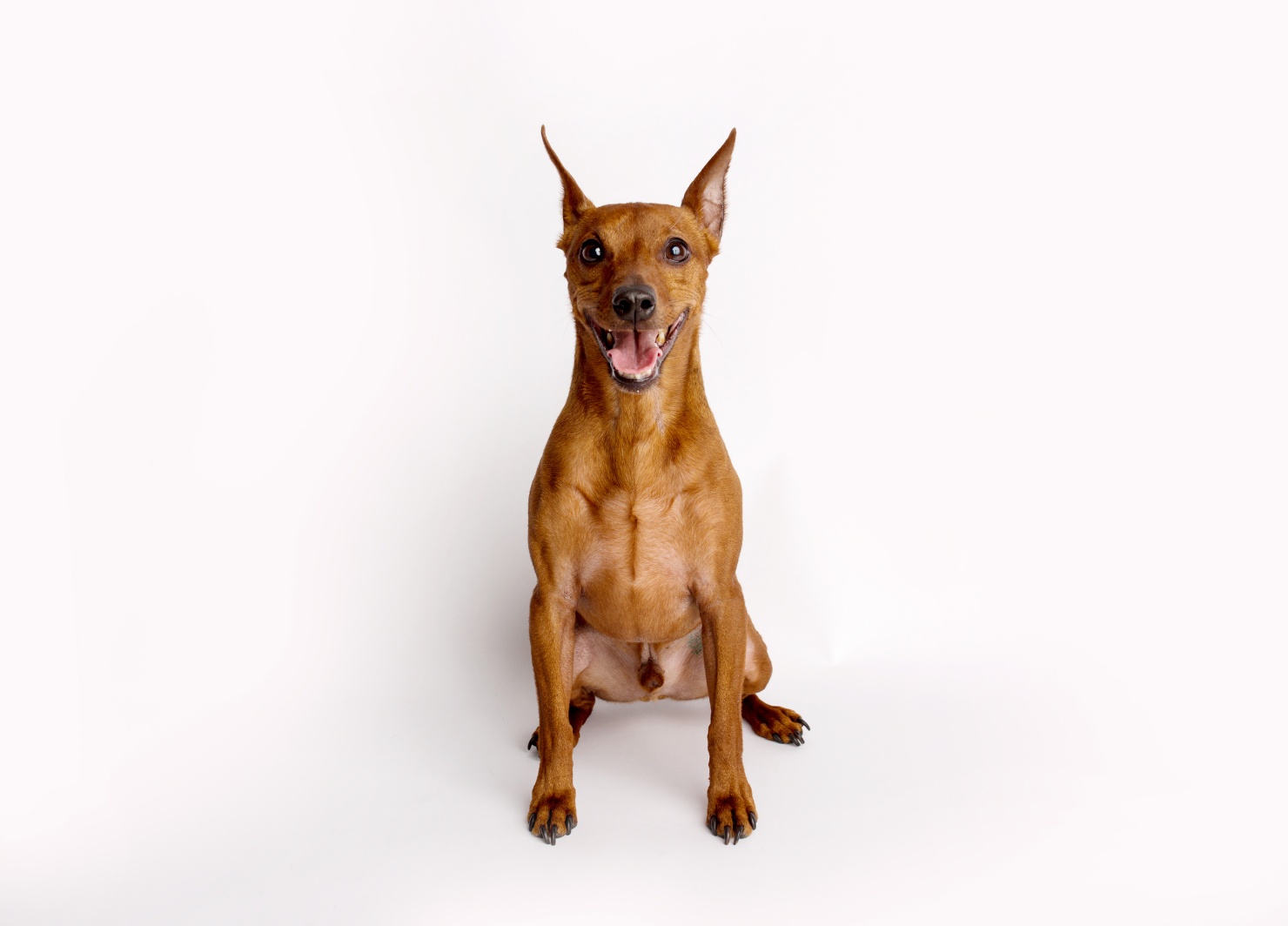 Pinscher caramelo fotografado no estúdio FramePet